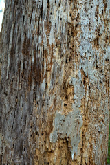 Bäume von Borkenkäfer befallen, Schädlinge und Trockenheit begünstigen Waldsterben