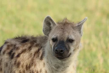 Tuinposter Gevlekte hyena gezicht close-up, Masai Mara National Park, Kenia. © Marie