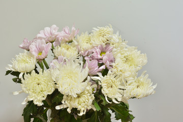 菊の花　