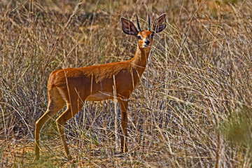 Fototapeta premium Male steenbok in dry grass