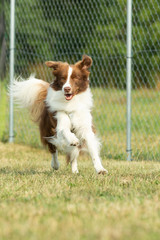 A german australian dog is running on a green meadow in a dog zone or dog school.