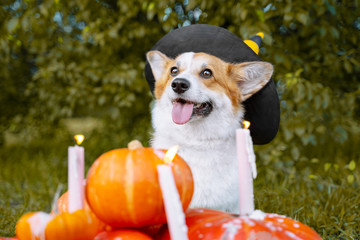 Cute Welsh Corgi dog dressed in a festive halloween black and yellow witch hat, sitting next pile of different sized orange pumpkins with burning candles on green grass on a background of trees