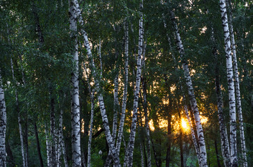 birch grove on a sunset background