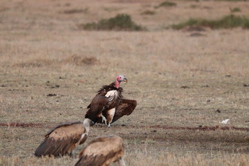 Lappet face vulture, Masai Mara National Park, Kenya.
