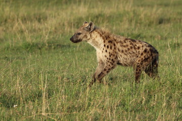 Spotted hyena running, Masai Mara National Park, Kenya.