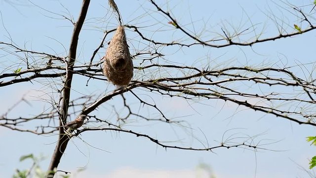 Eurasian penduline tit, Remiz pendulinus, on the nest. Bird feeds its chicks