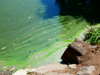 Blue-green algae at the lakeshore in strong colors, with high angle view