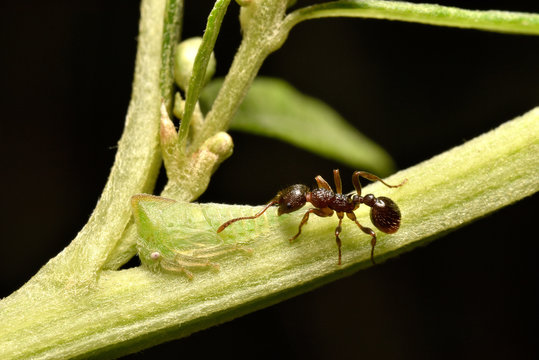 ツノゼミとアリ