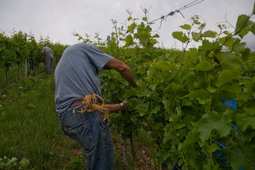 vine cutting on a vineyard