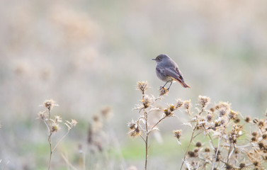 Redstart bird landed in dried flowers