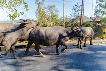 Sumba Buffalo