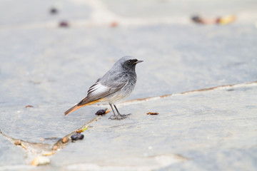 Beautiful redstart bird on blue and grey floor with food around it