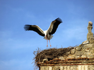 Mature stork landing to nest 