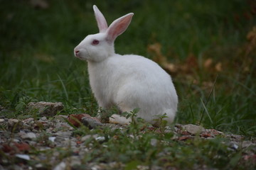 rabbit in the grass