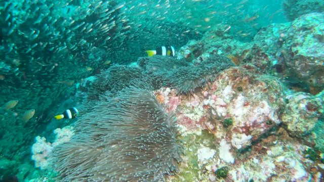 A family of Banded Clownfish on a tropical coral reef
