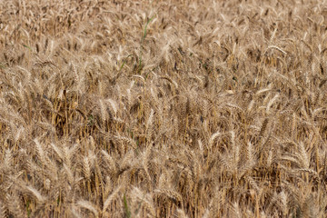 Golden summer wheat 