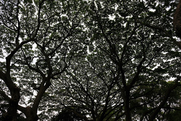 The shade of a large tree