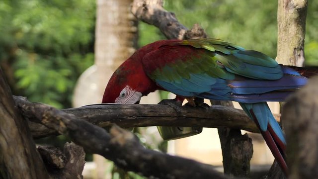 Blue green red macaw parrot on a branch in a reserve on the island of Bali