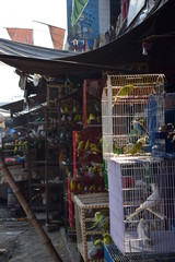 Parrot Stalls in Lahore Pakistan