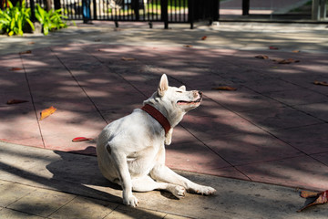 Watch dog in Garuda Wisnu Kencana Cultural Park