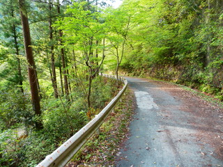 Fototapeta premium 山道
