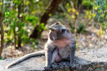 Uluwatu Temple Monkey  2