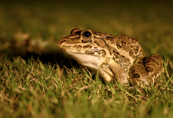 frog in the grass