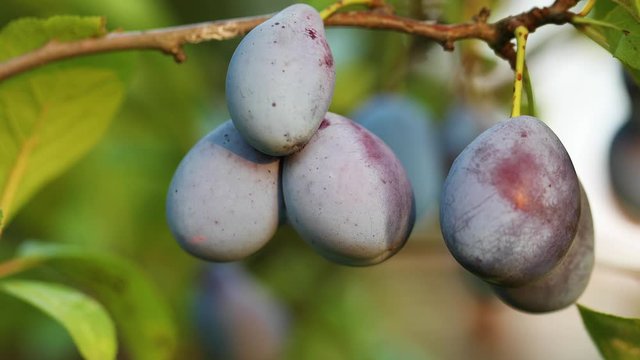 Plums on a tree, cinematic parallax camera movement