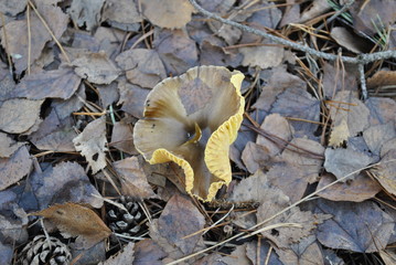 mushrooms in the forest
