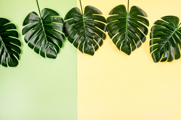 Tropical Monstera Leaves Tropical Summer Fashion Background with a Space for a Text Top View Horizontal