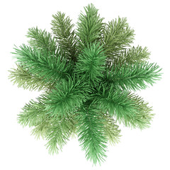 foxtail palm tree isolated on white background. top view