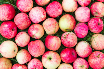    Fresh red apples lie tightly to each other.Horizontally.