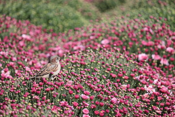 Sparrow sitting on a field of purple and pink chrysanthemums, colorful flowers in sunny day. Festive floral background, beautiful pattern, symbol of autumn