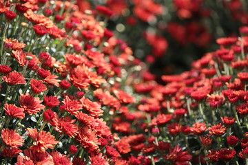 Field of red chrysanthemums, colorful flowers in sunny day. Festive floral background, beautiful pattern, symbol of autumn