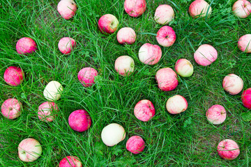 Fresh red apples lie in the green grass.Horizontally.