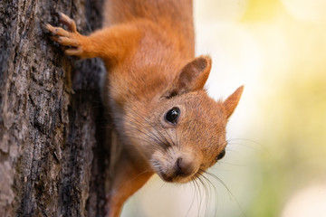 Squirrel on the tree