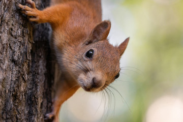 Squirrel on the tree
