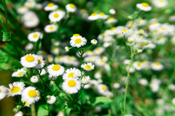 Chamomile on a background of green grass. Naked Wildflowers