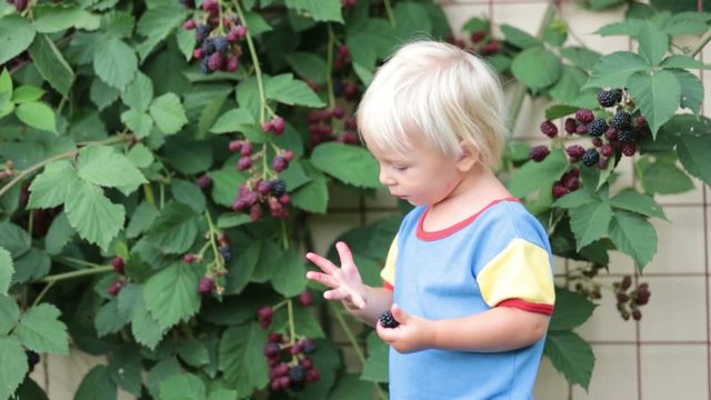 Happy child, eating blackberries, in garden, freshly gathered