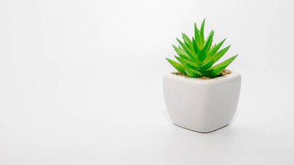 cactus in ceramic pot on white background