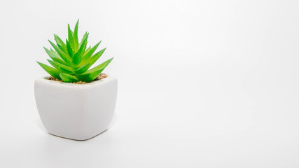 cactus in ceramic pot on white background
