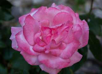 Rose.  It is a genus of the Rosaceae family that includes about 150 species, originating in Europe...