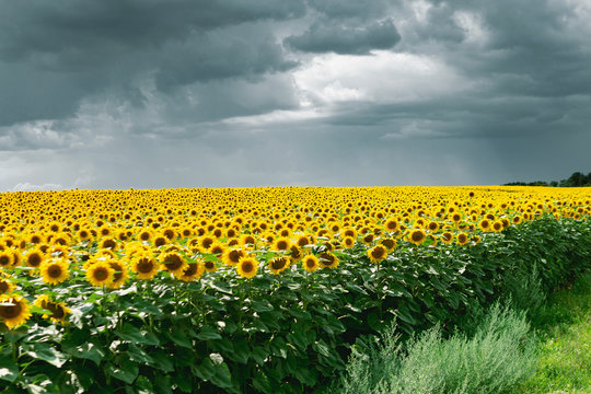 Sunflower field with a cloudy blue sky.