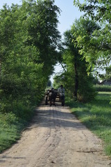 Obraz premium Bull Cart on Brick Walkway between Trees and Rice Fields