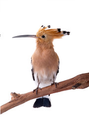 Eurasian Hoopoe (Upupa epops) isolated