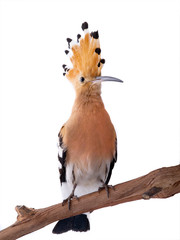Eurasian Hoopoe (Upupa epops) isolated © fotomaster