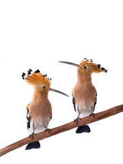 Two Eurasian Hoopoe (Upupa epops) isolated © fotomaster