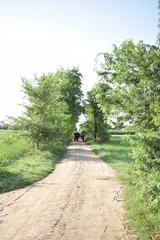 Bull Cart on Brick Walkway between Rice Fields