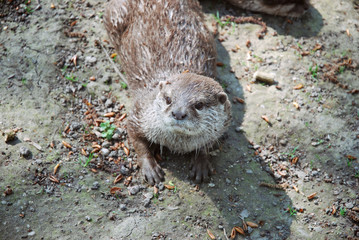 Otter Lutrinae lay on the ground close up.