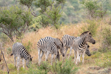 A small herd of zebra in the wild, South Africa.